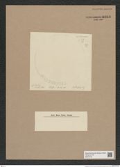Cyclostella sp. (de-Toni-Nr.: Genus 216) Zeichnungen Sammlung Grunow Nr. 9363 (NHMW-BOT-W0379191)